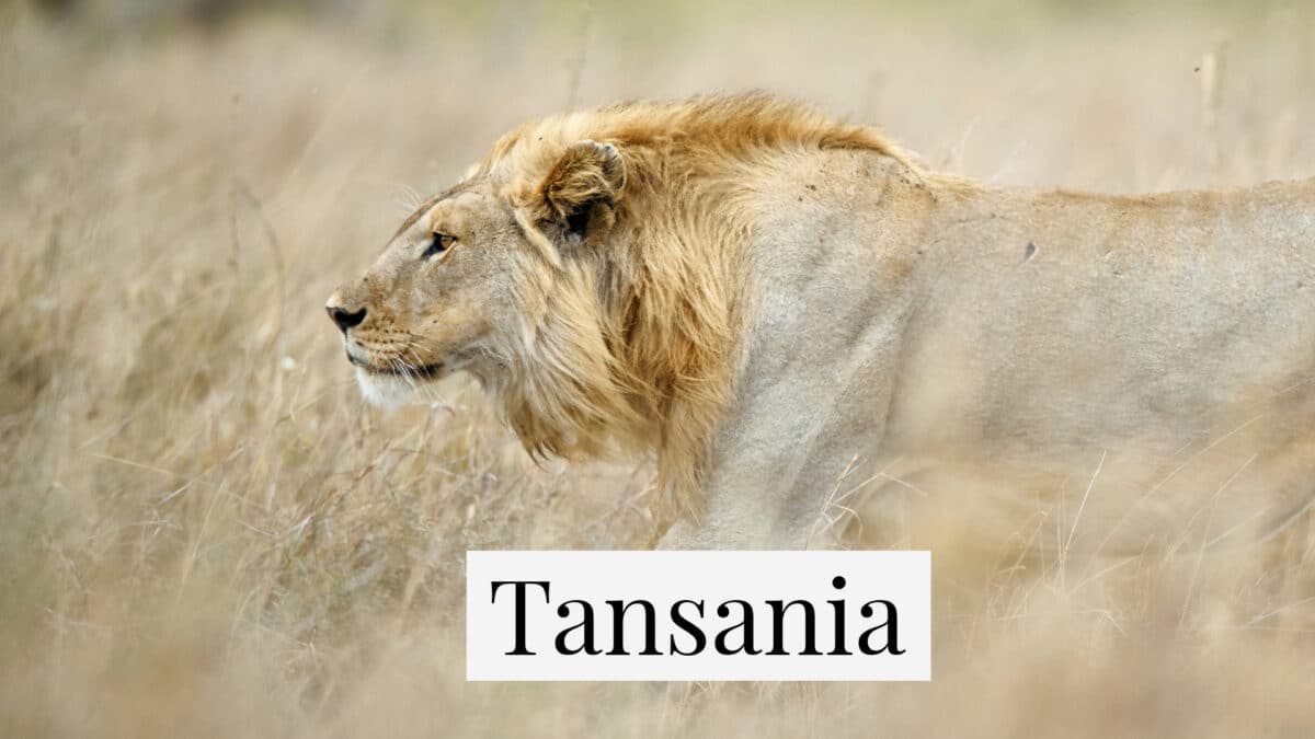 Lion in the Serengeti