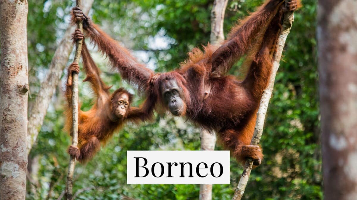 Orangutans in Borneo