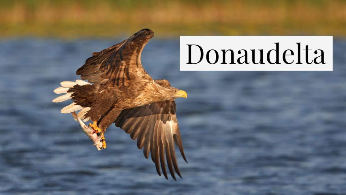 White-tailed eagle in the Danube Delta