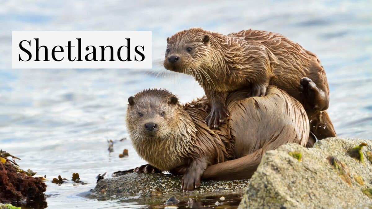 Otters on the Shetland Islands
