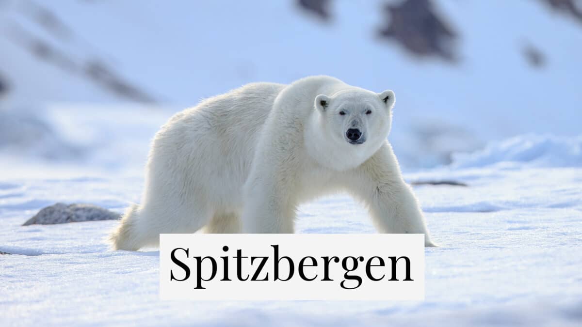 Polar bear in Norway