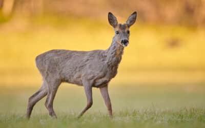 A deer crosses a meadow.