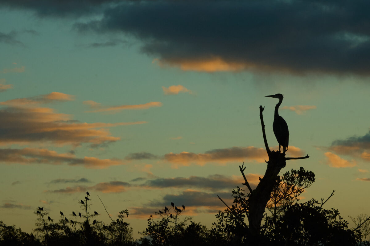 Mornings in the Everglades Herons at sunrise in the Everglades