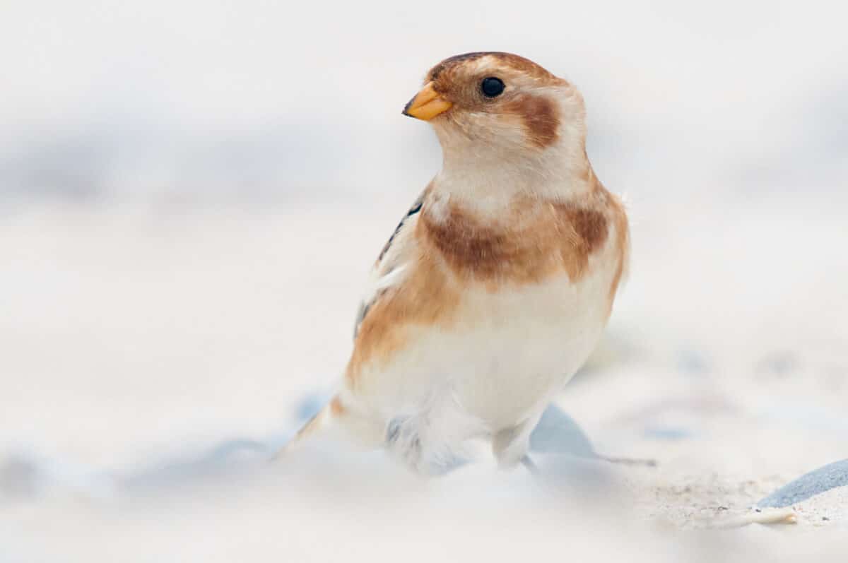 Snow bunting on Heligoland