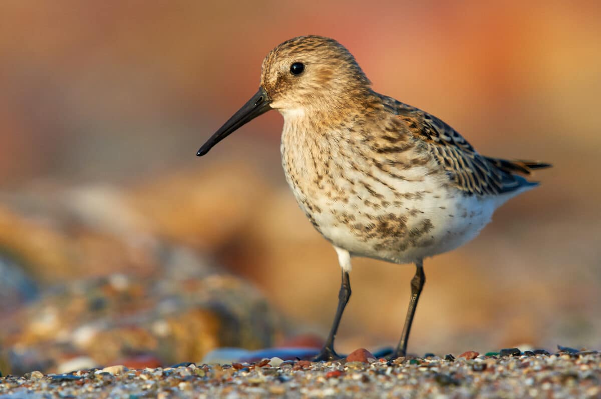 Dunlin in their sable plumage on Heligoland