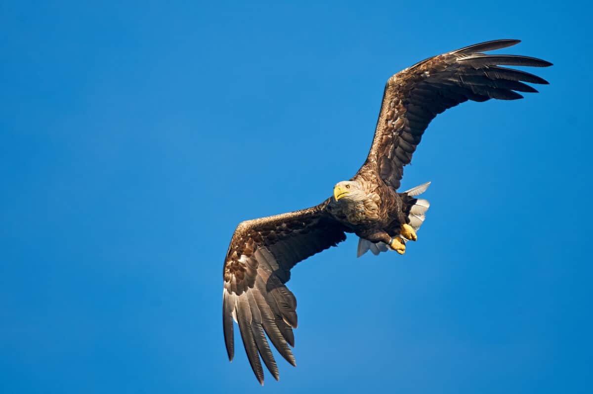White-tailed eagle against a blue sky