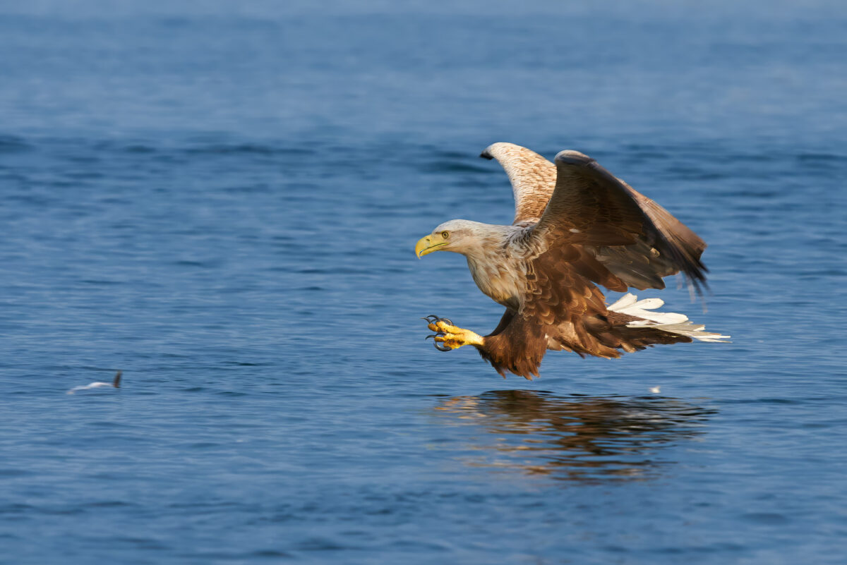 White-tailed eagle catches a fish