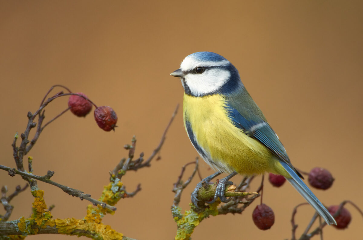 Blue tit Blue tit on a branch in the garden