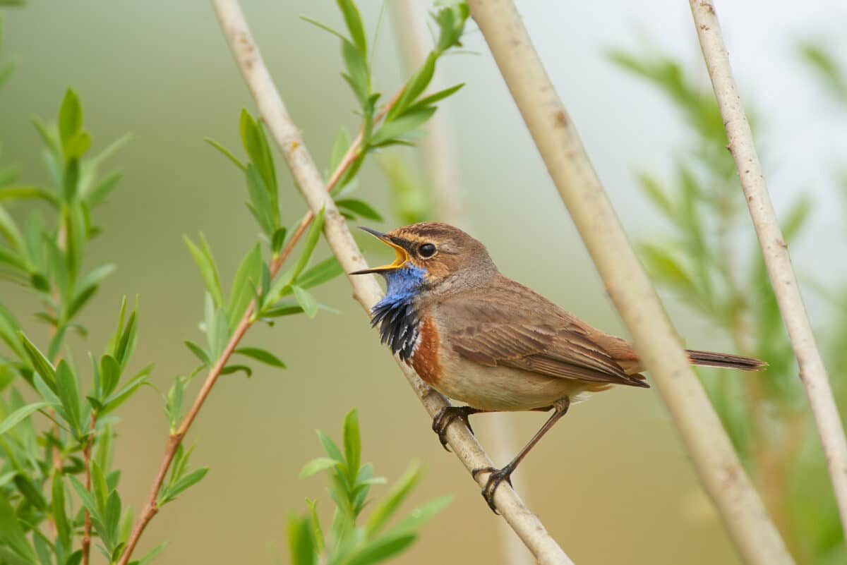 Bluethroat sings in the reeds