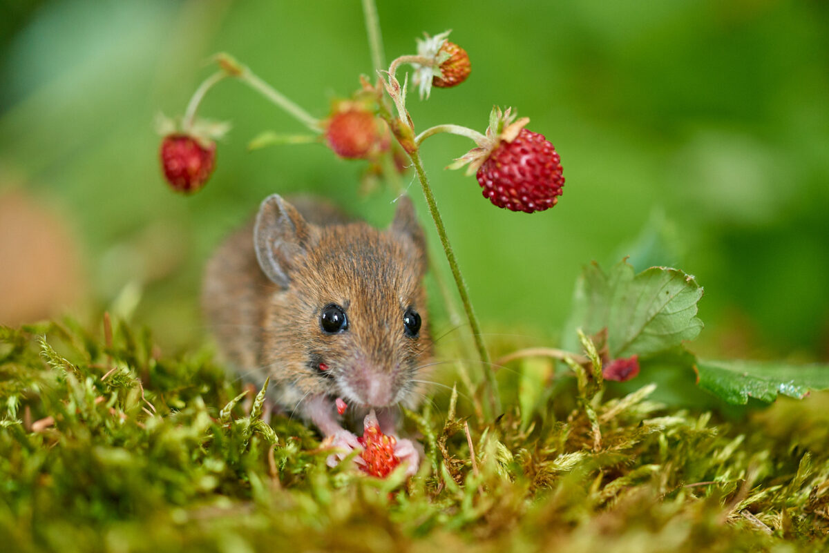 Young wood mouse Wood mouse eats strawberries