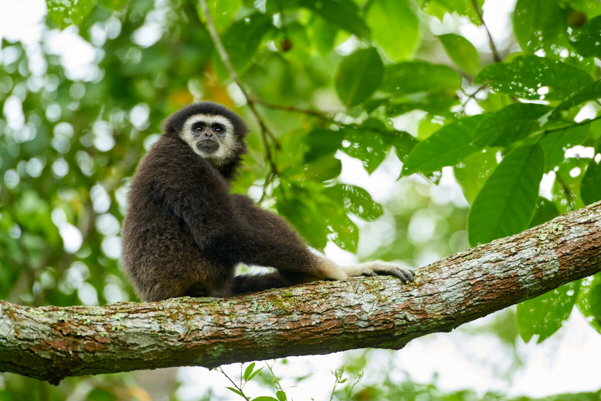 White-handed gibbon in Khao Yai National Park