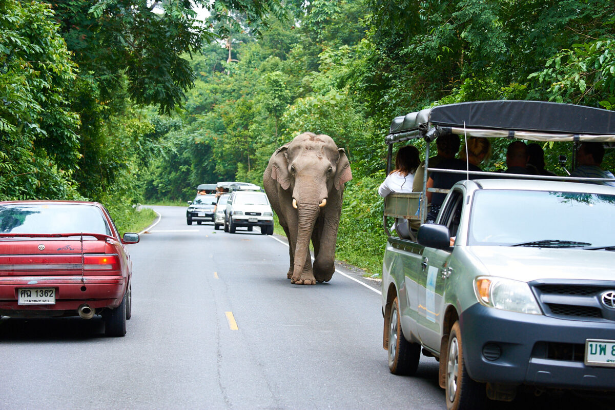 Asian elephant in Khao Yai uses the road as a convenient crossing.