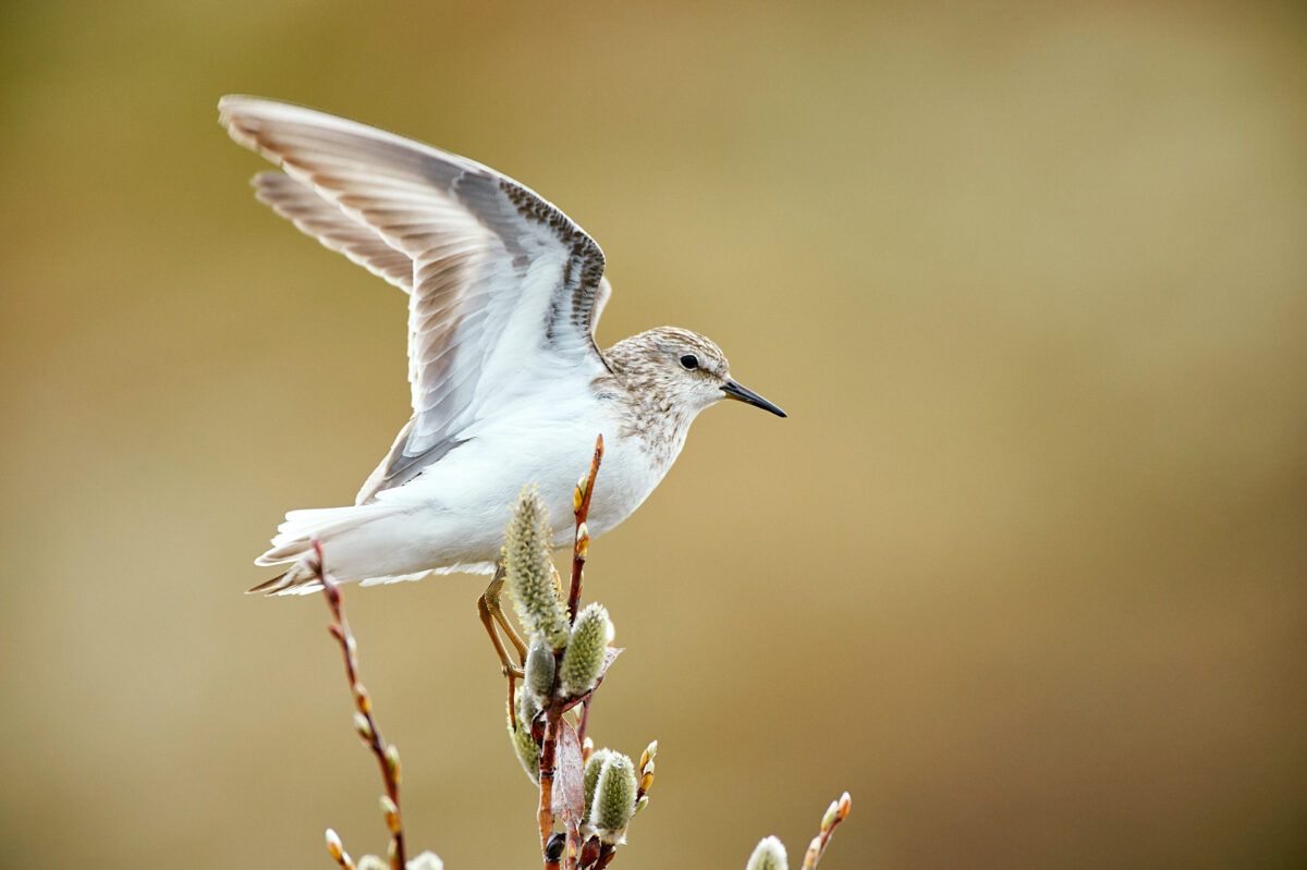 Temminck's sandpiper mating