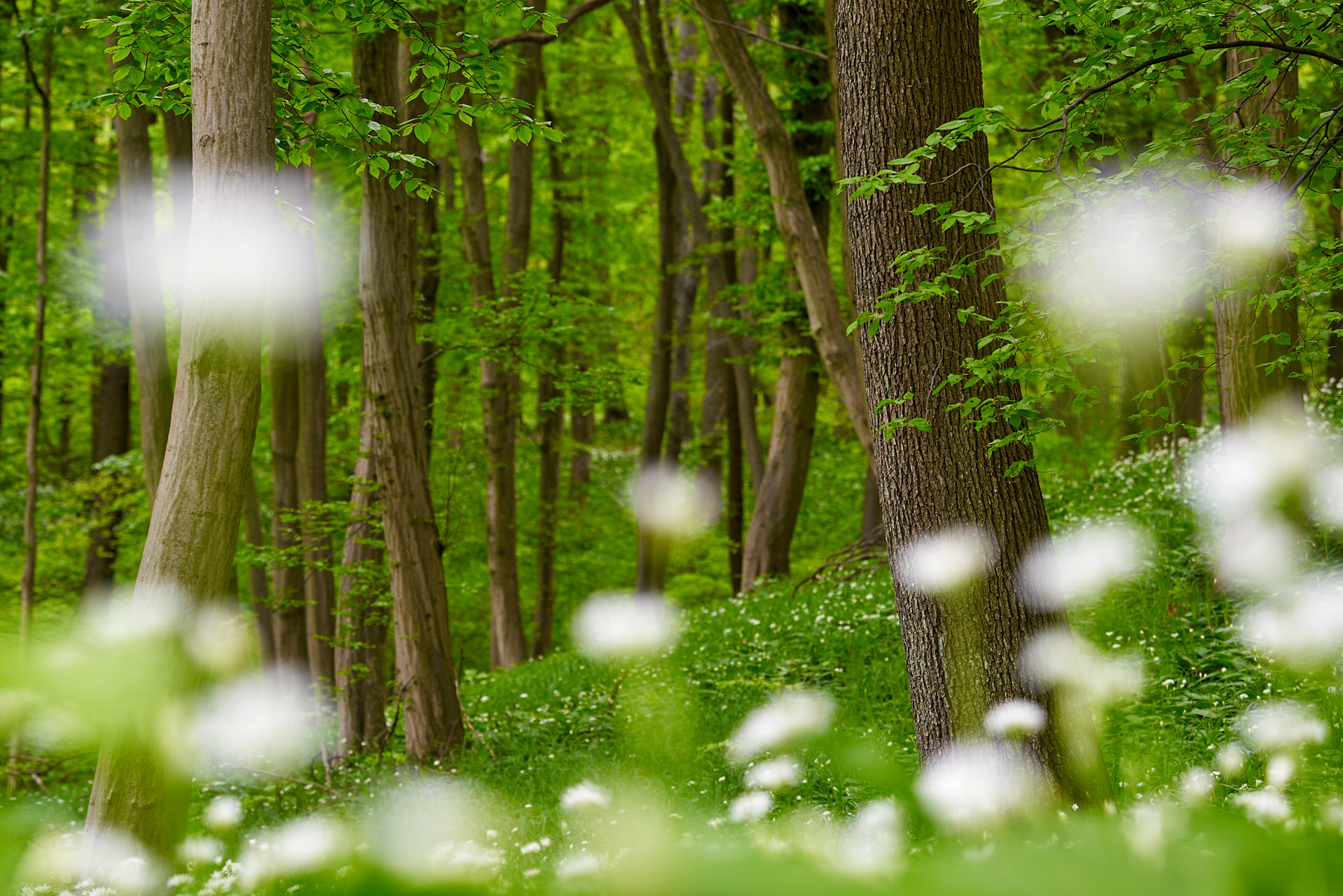 Bärlauchblüte im Buchenwald