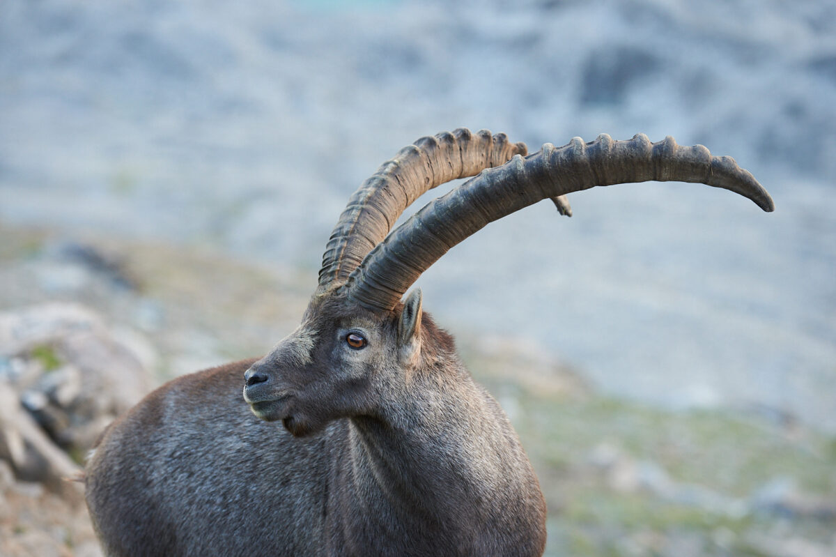 Male Capricorn Ibex on the Grossglockner High Alpine Road