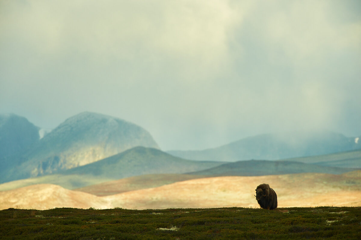 Musk ox Musk ox in the vastness of Dovrefjell