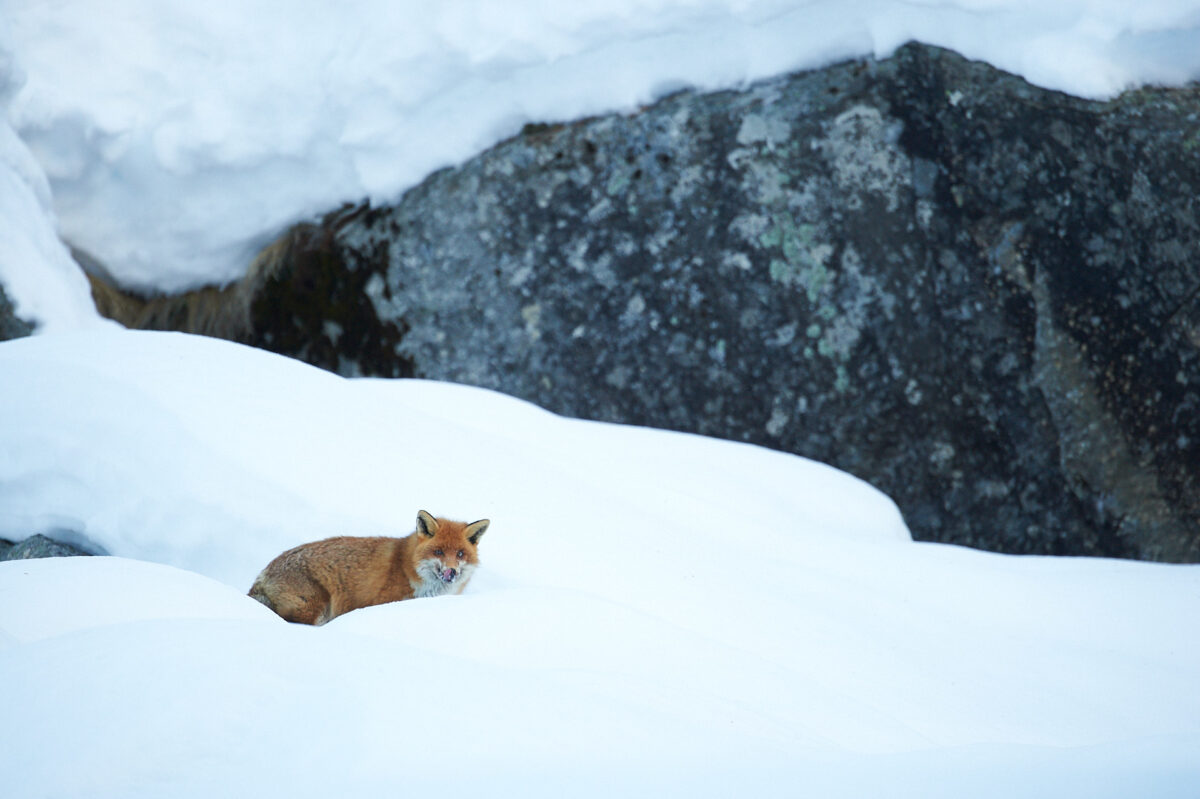 Red fox in winter Red fox in winter, Gran Paradiso