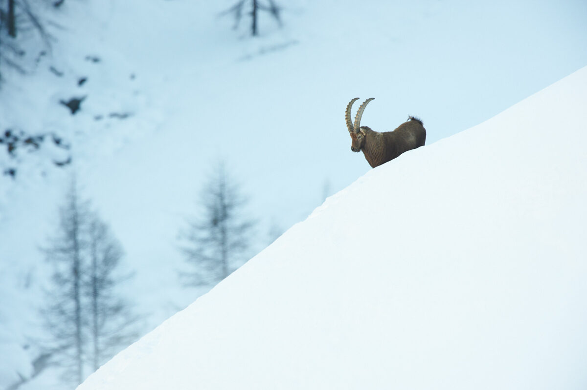 Alpine ibex in the Gran Paradiso Alpine ibex in the Gran Paradiso in the depths of winter