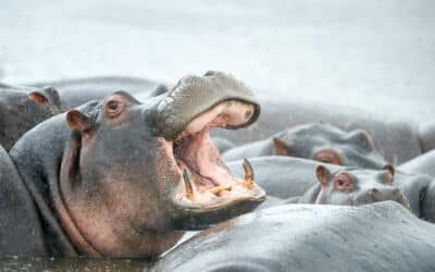 Hippos in Tanzania