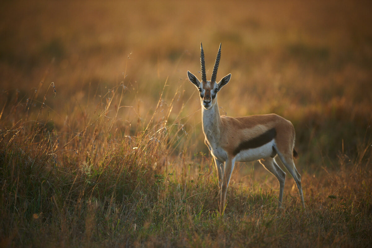Thomson gazelle Thomson's gazelle in the morning light of the Serengeti