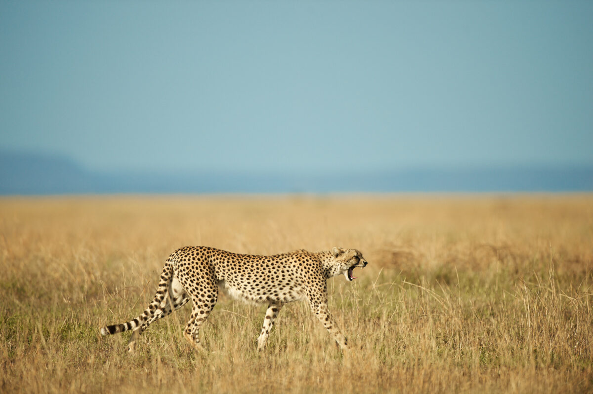 Yawning cheetah from the Serengeti Cheetah from the Serengeti National Park in Tanzania