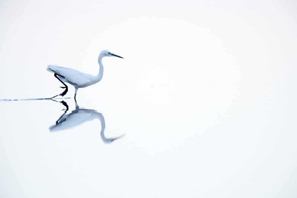 Ein Seidenreiher im spiegelglatten Wasser.