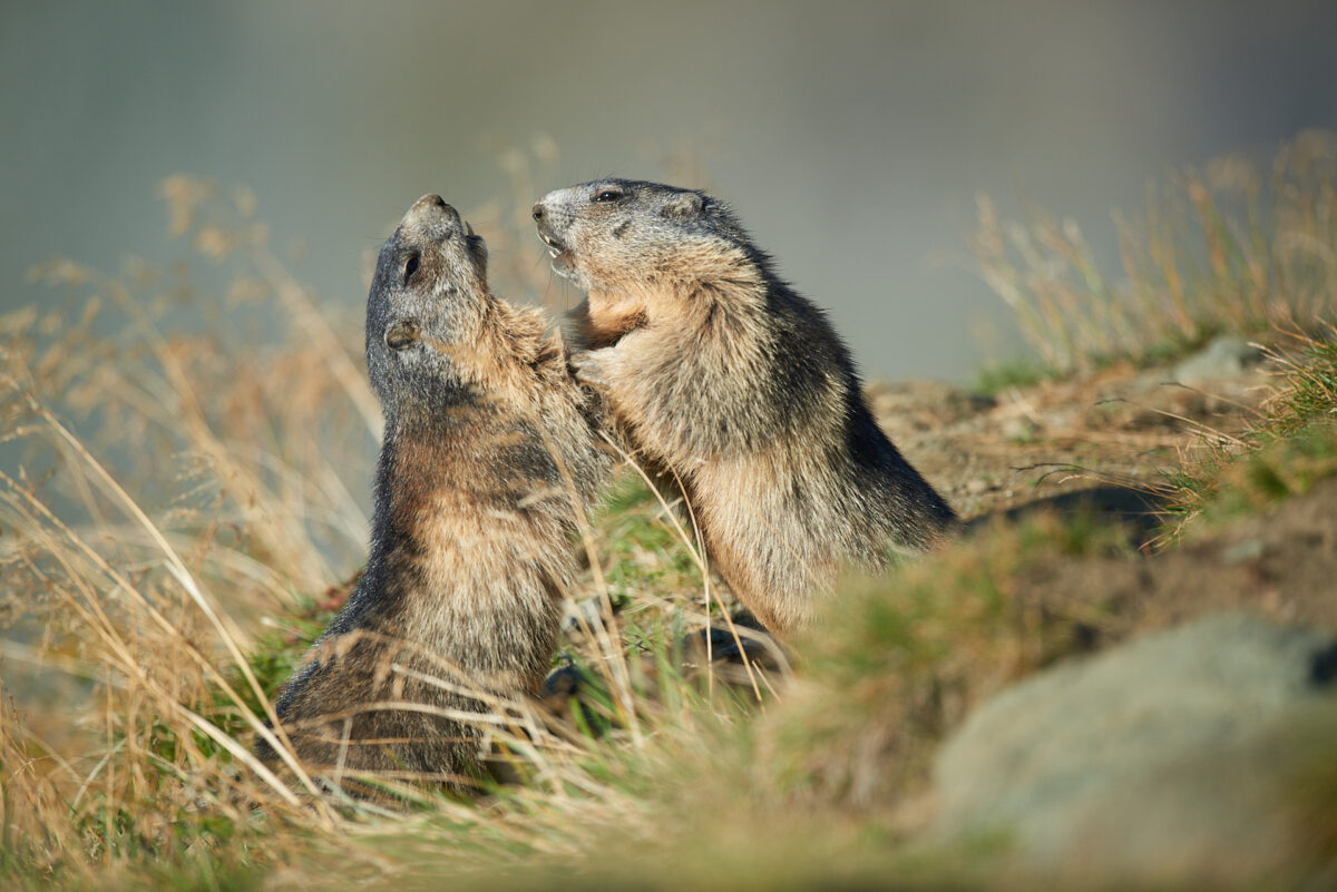 Two marmots Fighting marmots on the Grossglockner