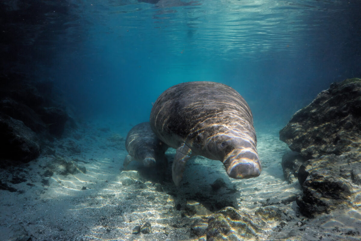 Manati with young Manatee mother with young