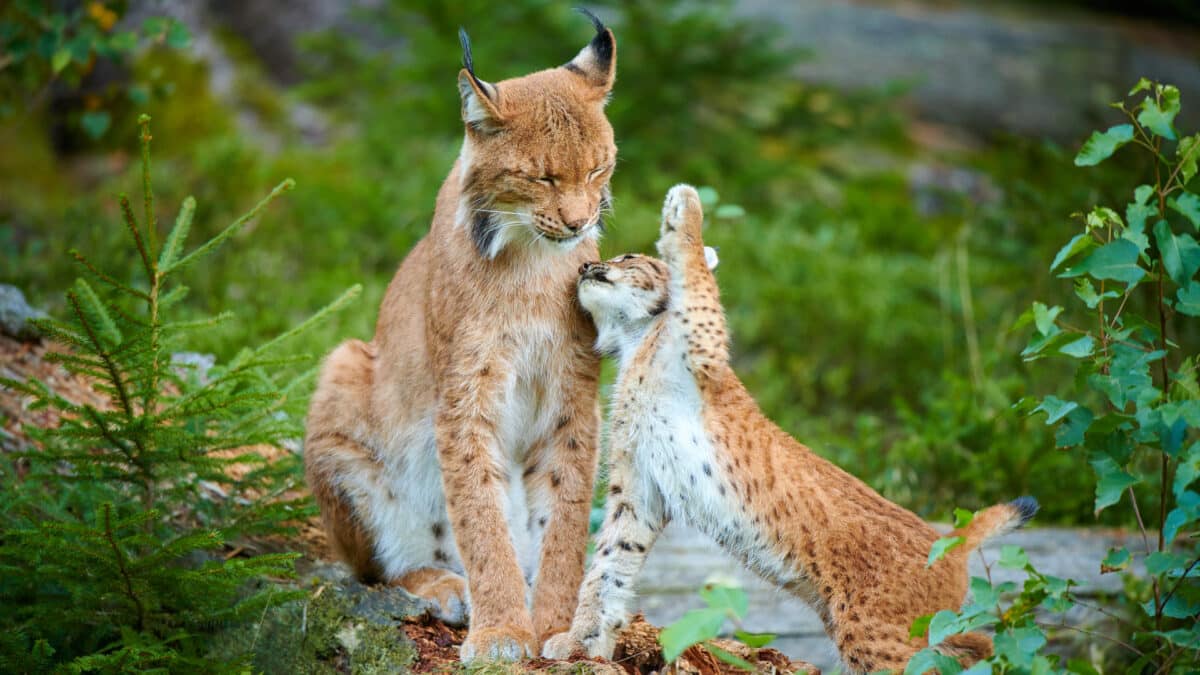 Lynx mother with cubs from the Falkenstein animal enclosure, Bavarian Forest