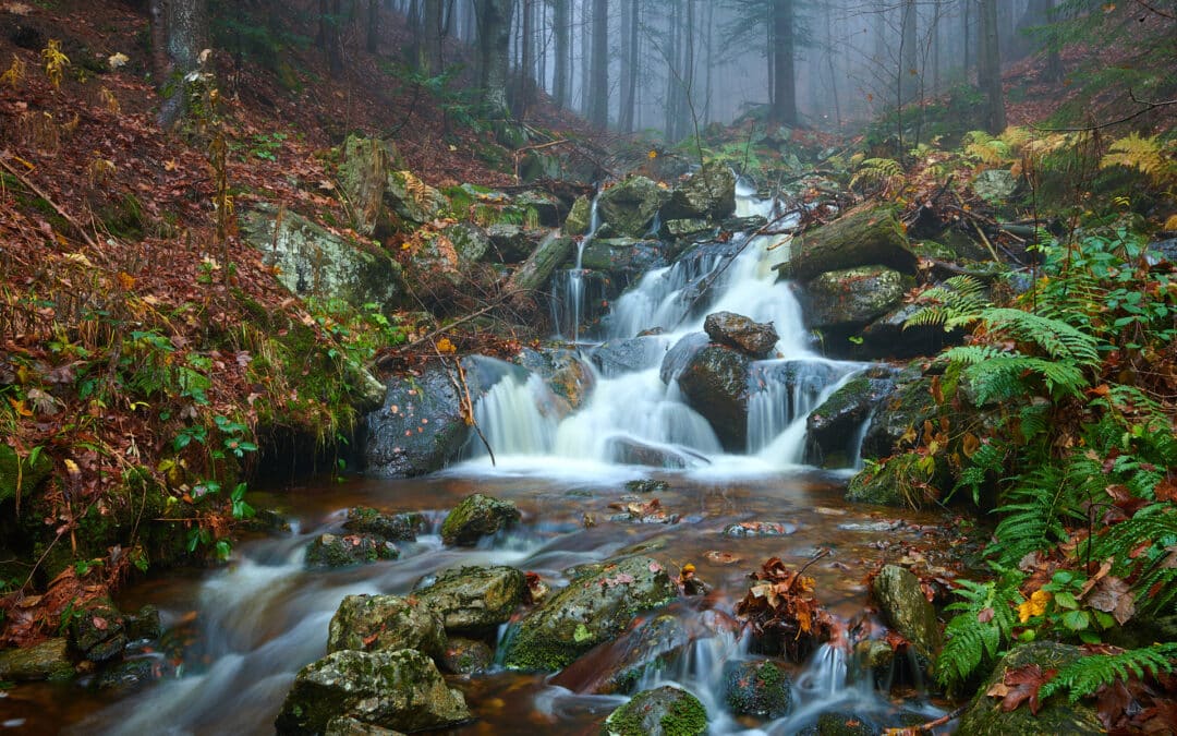 The 5 best photo spots in the Bavarian Forest for nature photographers