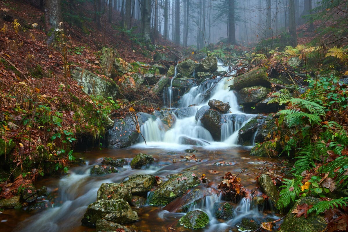 Forest stream in the fall in the Bavarian Forest