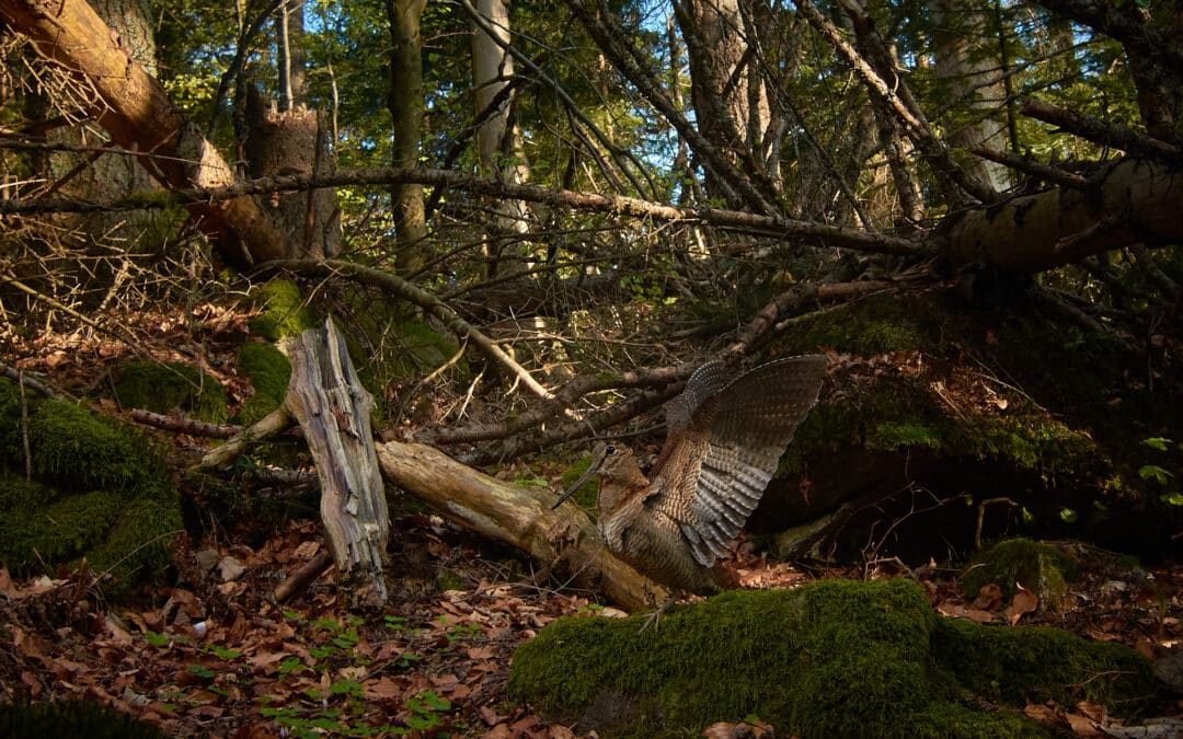 Storytelling for nature photographers: from the shot to the captivating story