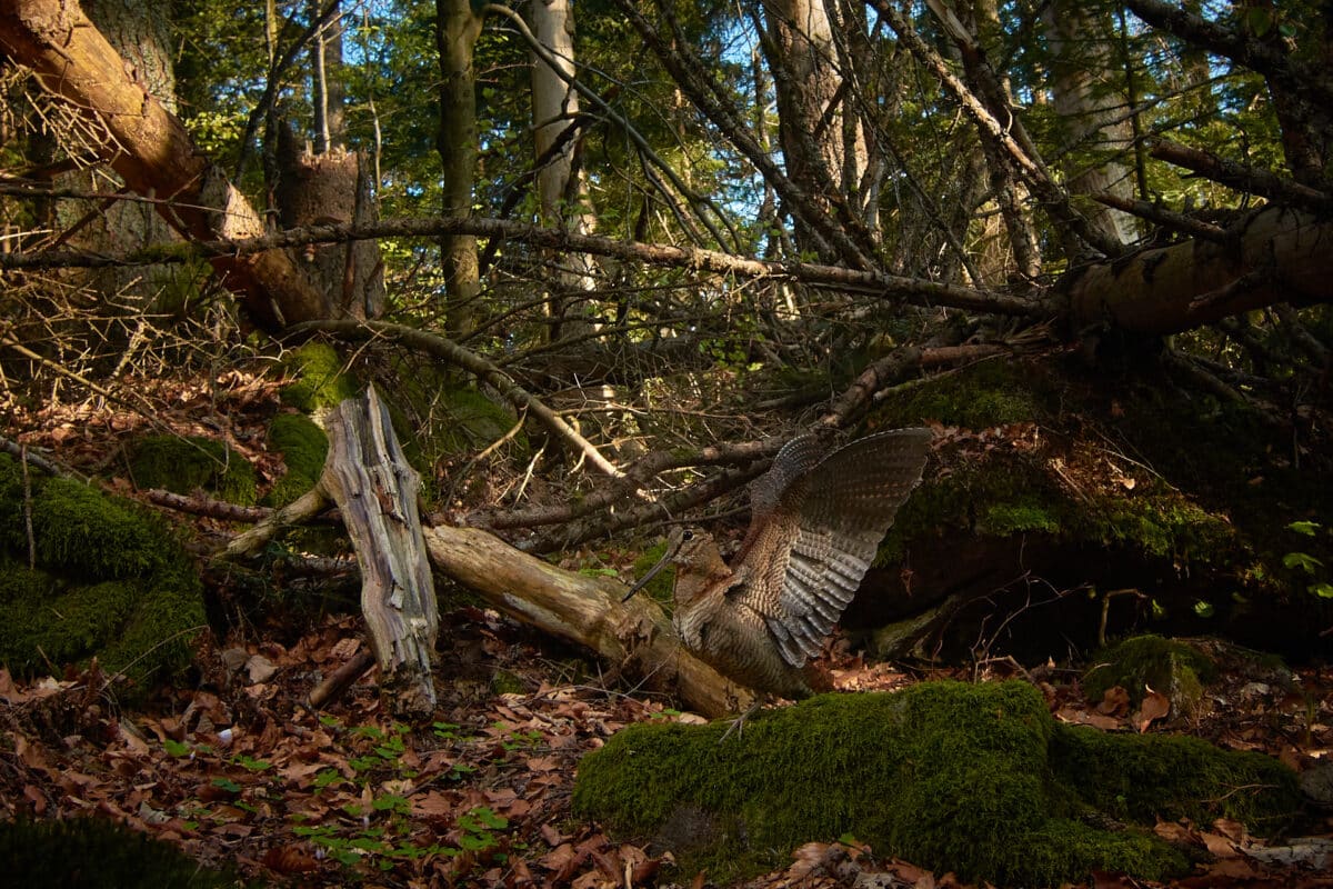 Eine unscheinbare Waldschnepfe posiert vor der Kamera