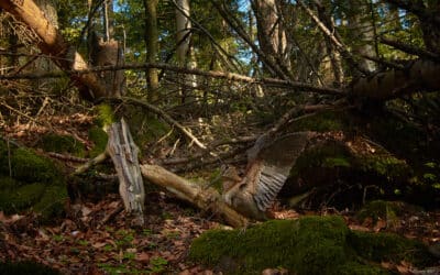 An inconspicuous woodcock poses for the camera