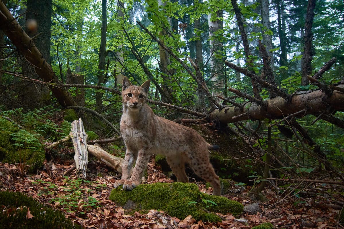 Lynx in a thicket in the Bavarian Forest.
