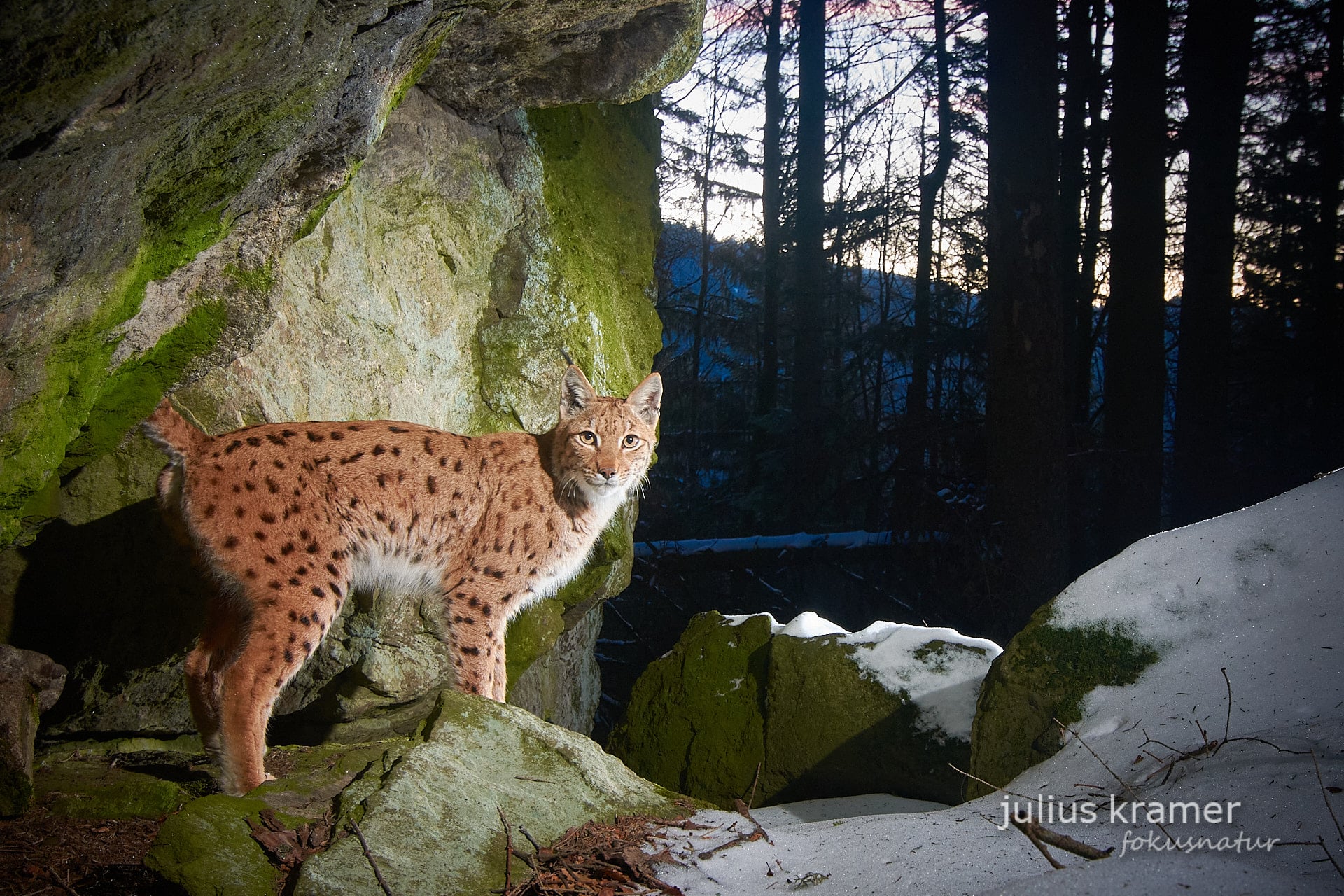 Lynx Bavarian Forest: Monitoring and conservation at a glance