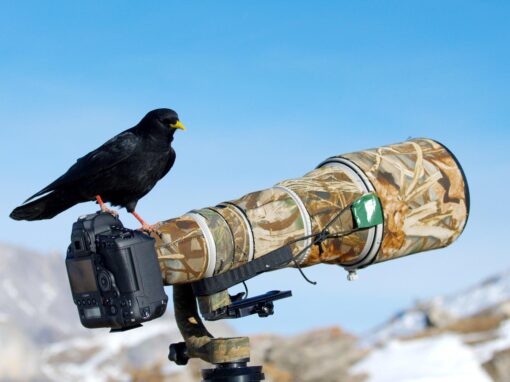 teleobjektive_Tierfotografie Eine Alpendohle sitzt auf einem Teleobjektiv.