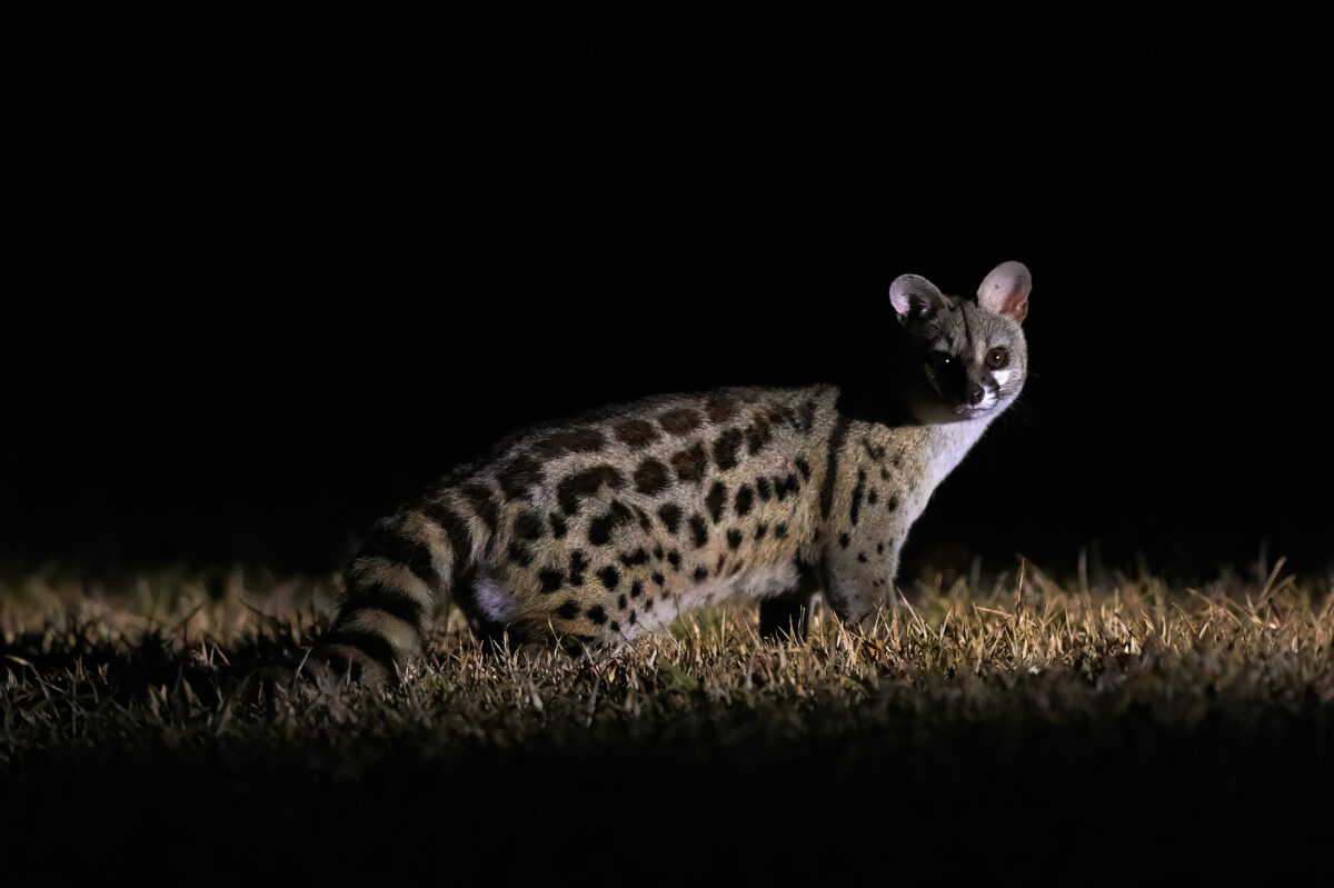 Ginsterkatze bei Nacht