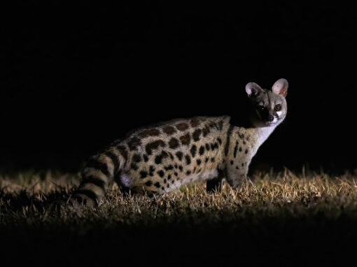 20191023-DSC_0894 Genets at night