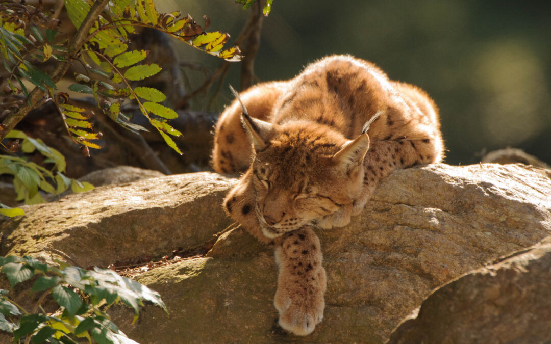 Long-term projects in nature and animal photography: patience, stories and photographic development