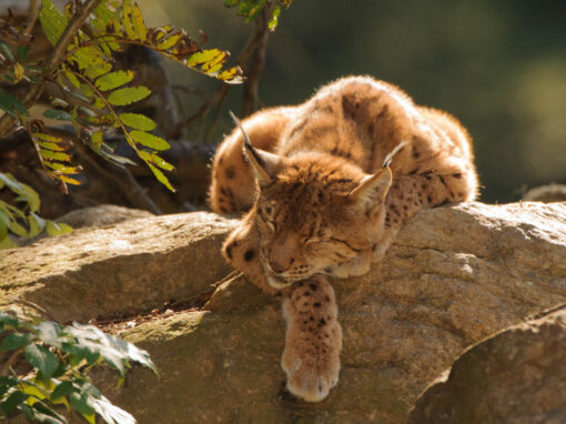 Lynx (Lynx lynx)