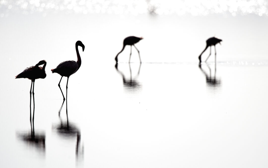 Beyond Reality? The Role of Image Editing in Nature Photography