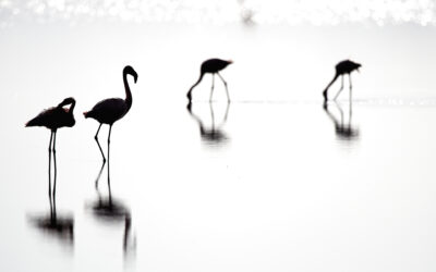 Zwergflamingos im Lake Natron, Tansania