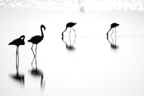 Zwergflamingos im Lake Natron, Tansania