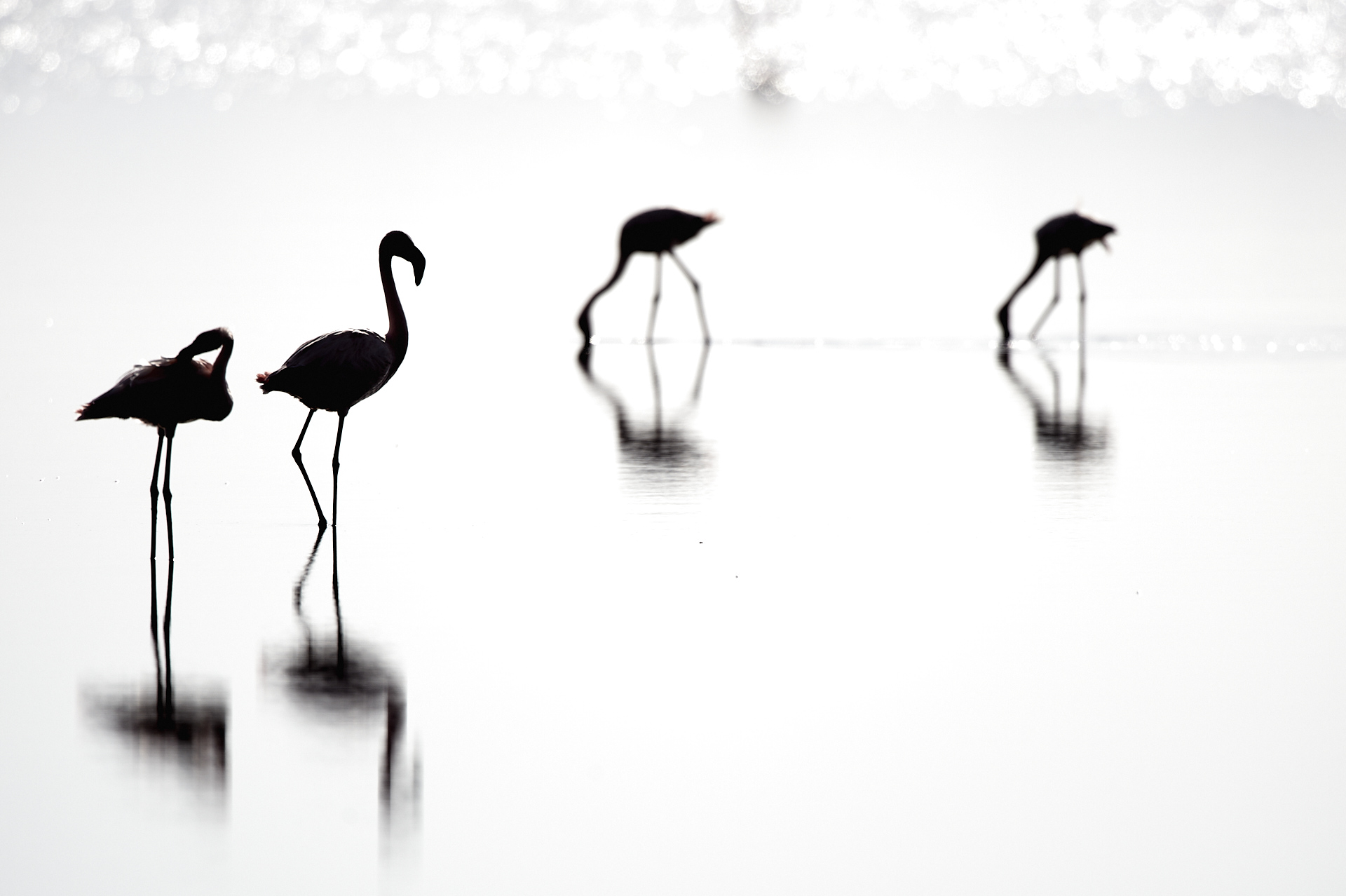 Zwergflamingos im Lake Natron, Tansania