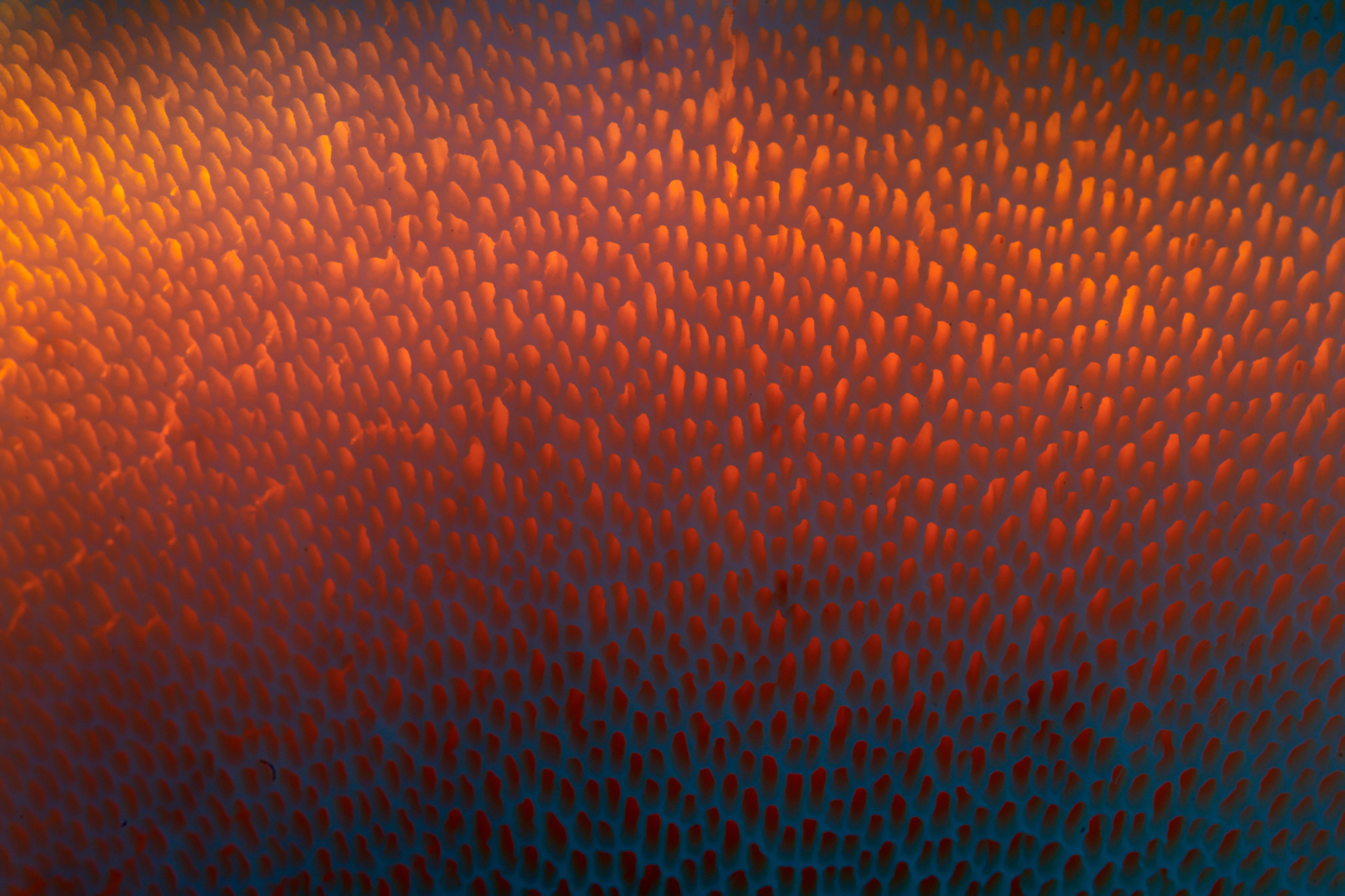 The underside of wonder