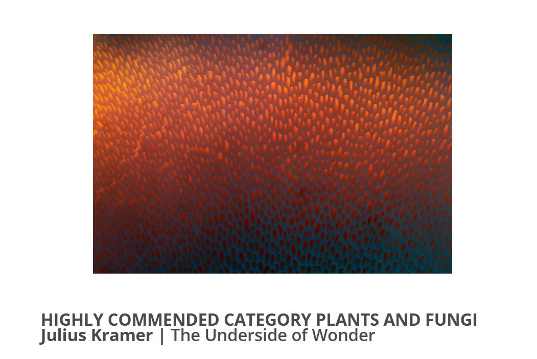 The Underside of Wonder - Highly Commended beim Nature Photographer of the Year