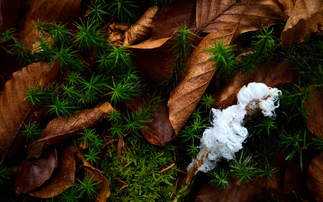 Hair Ice in the Fog – Macro Photography on a December Morning in the Bavarian Forest