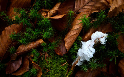 Haareis am Boden des Laubwaldes