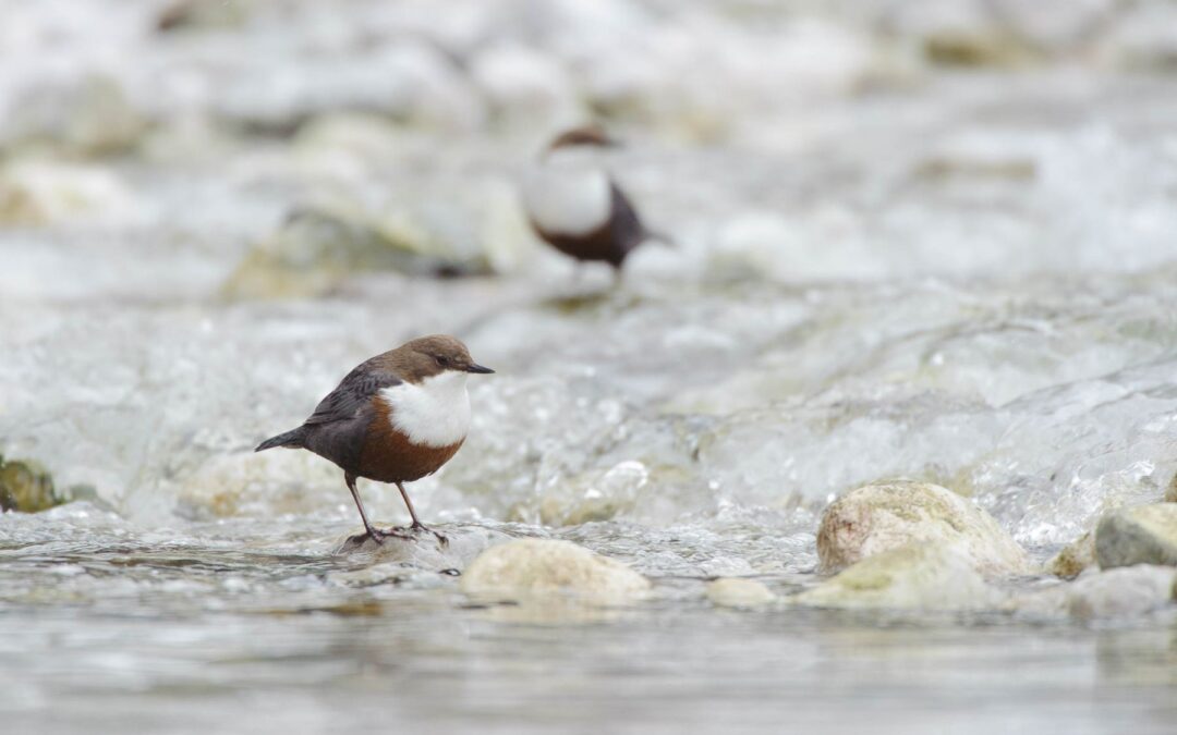 Winter Birds in Focus – The Best Spots Around Munich for Bird Photography